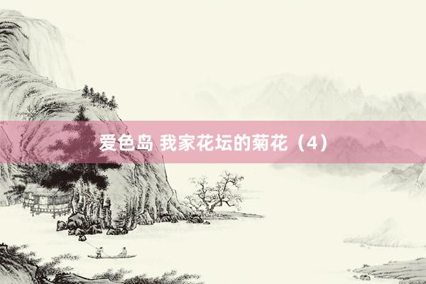 爱色岛 我家花坛的菊花（4）