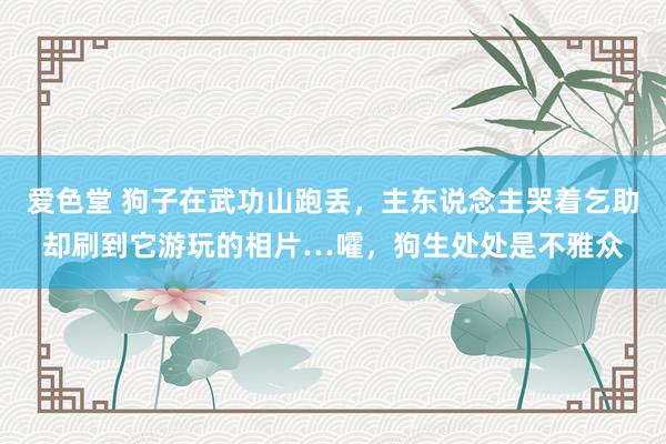 爱色堂 狗子在武功山跑丢，主东说念主哭着乞助却刷到它游玩的相片…嚯，狗生处处是不雅众